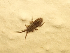 Orchesella