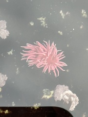 Okenia rosacea