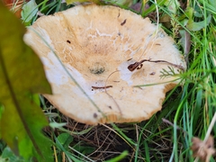 Lactarius chelidonium
