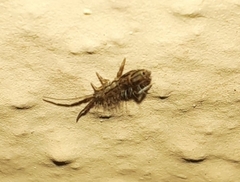 Orchesella