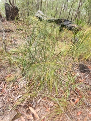 Macrozamia pauli-guilielmi