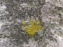 Candelariella efflorescens
