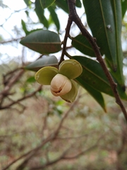 Annona