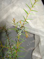 Chrysolopus spectabilis