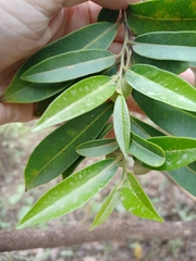Annona