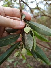Annona