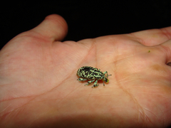 Chrysolopus spectabilis