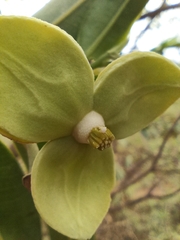 Annona