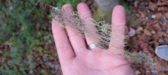 Usnea longissima