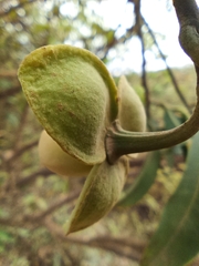Annona