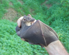 Rousettus aegyptiacus