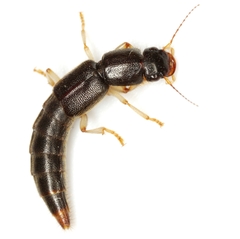 Pinophilus