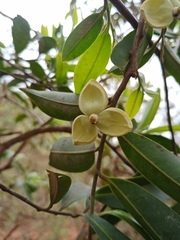 Annona