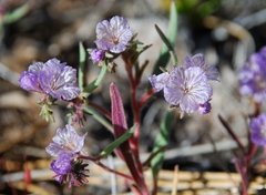 Phacelia exilis