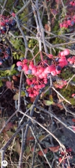 Viburnum cassinoides