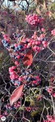 Viburnum cassinoides