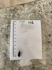 Leptoglossus clypealis