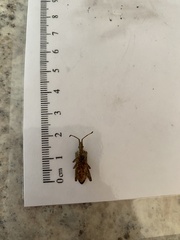 Leptoglossus clypealis