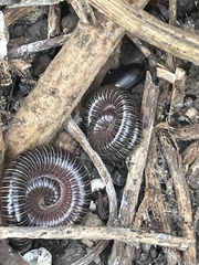 Parajulidae