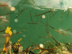 Aulorhynchus flavidus