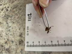 Leptoglossus clypealis