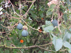 Passiflora ligularis