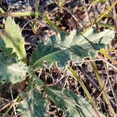 Cirsium undulatum