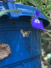 Idaea rusticata