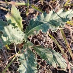 Cirsium undulatum