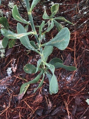 Polygonella macrophylla