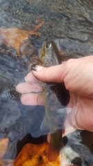 Salmo trutta