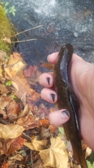Salmo trutta