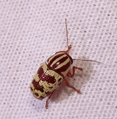 Cryptocephalus leucomelas