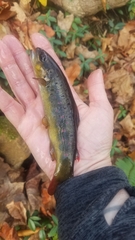 Salmo trutta