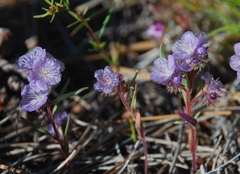Phacelia exilis