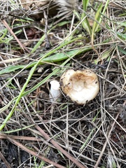 Russula fragrantissima