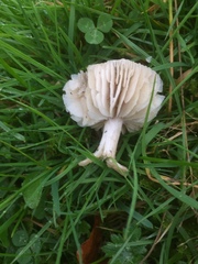 Dermoloma cuneifolium