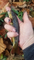 Salmo trutta