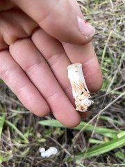 Russula fragrantissima