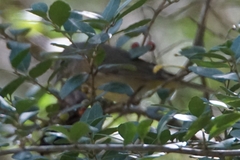 Leiothlypis celata