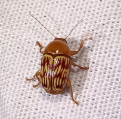 Cryptocephalus fulguratus