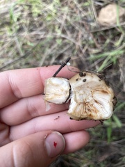 Russula fragrantissima