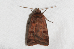 Diarsia rubi