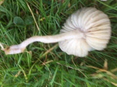 Dermoloma cuneifolium