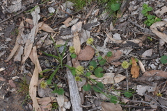 Hydrocotyle laxiflora