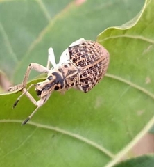 Cydianerus latruncularius