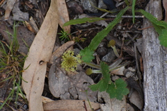 Hydrocotyle laxiflora