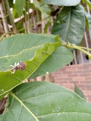 Cydianerus latruncularius