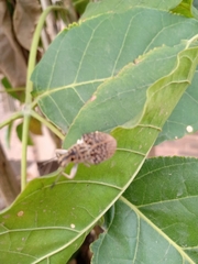 Cydianerus latruncularius