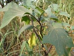 Datura metel